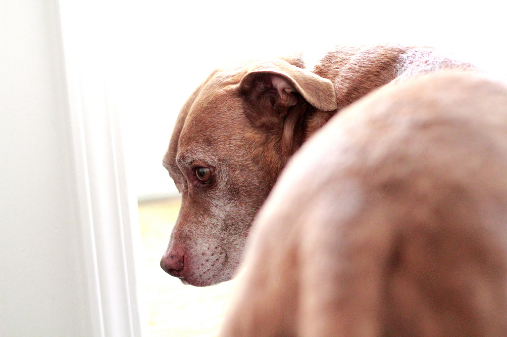 Candids – Buddha #1